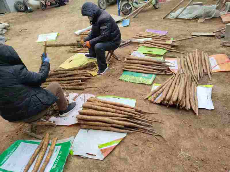 长山优质细毛山药铁棍山药