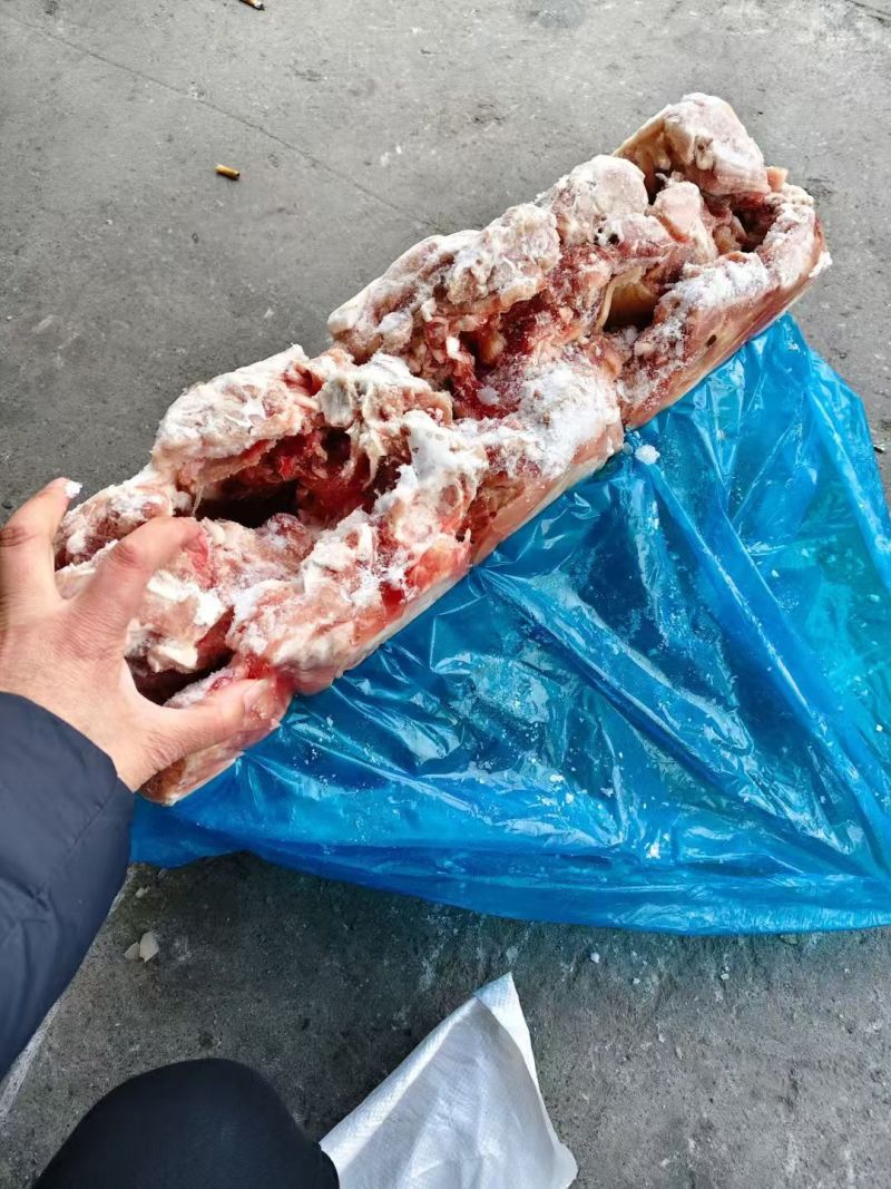 无耳猪头
