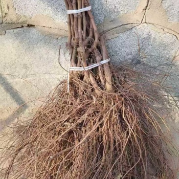 葡萄苗，辽峰葡萄苗，自家繁育种植，欢迎随时咨询