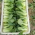 油菜/上海青/大量现货供应/规格齐全/品质保证/欢迎电联