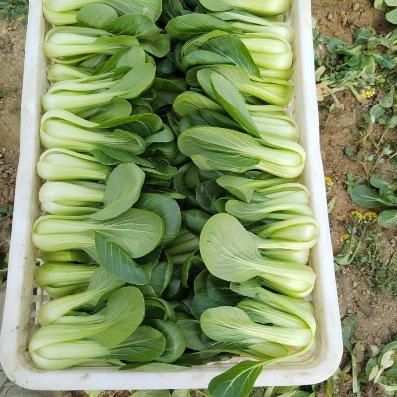 油菜/上海青/大量现货供应/规格齐全/品质保证/欢迎电联