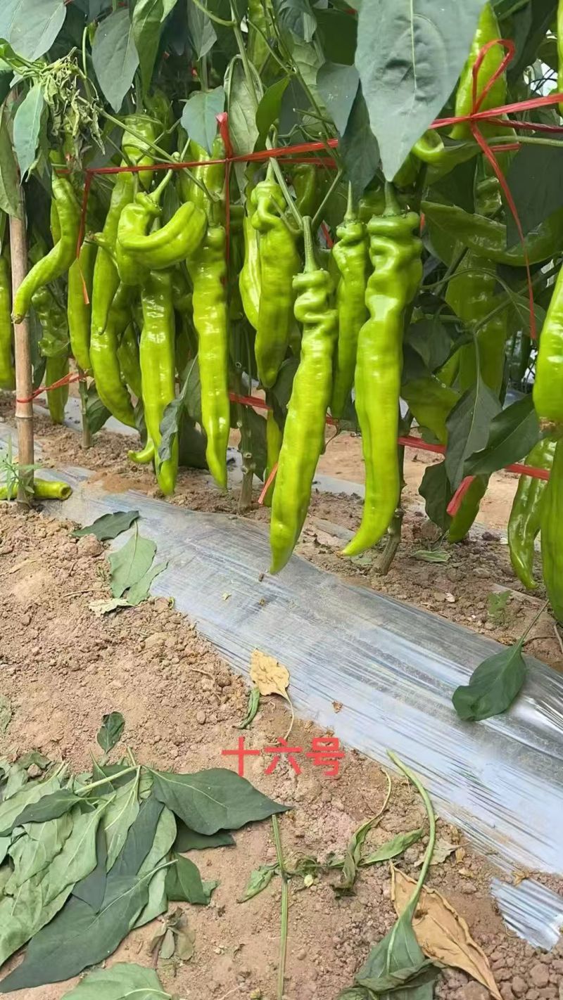 寿光辣椒羊角椒鲜辣可口对接全国量大从优欢迎采购热卖中