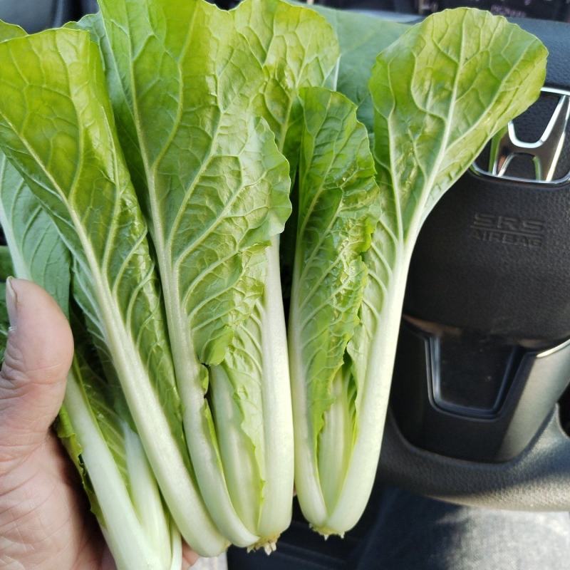 奶白菜山东快菜大量现货供应，品质保证，发全国欢迎来电咨询