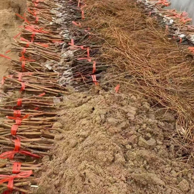 阳光玫瑰种苗，葡萄苗，自家繁育种植，欢迎随时咨询
