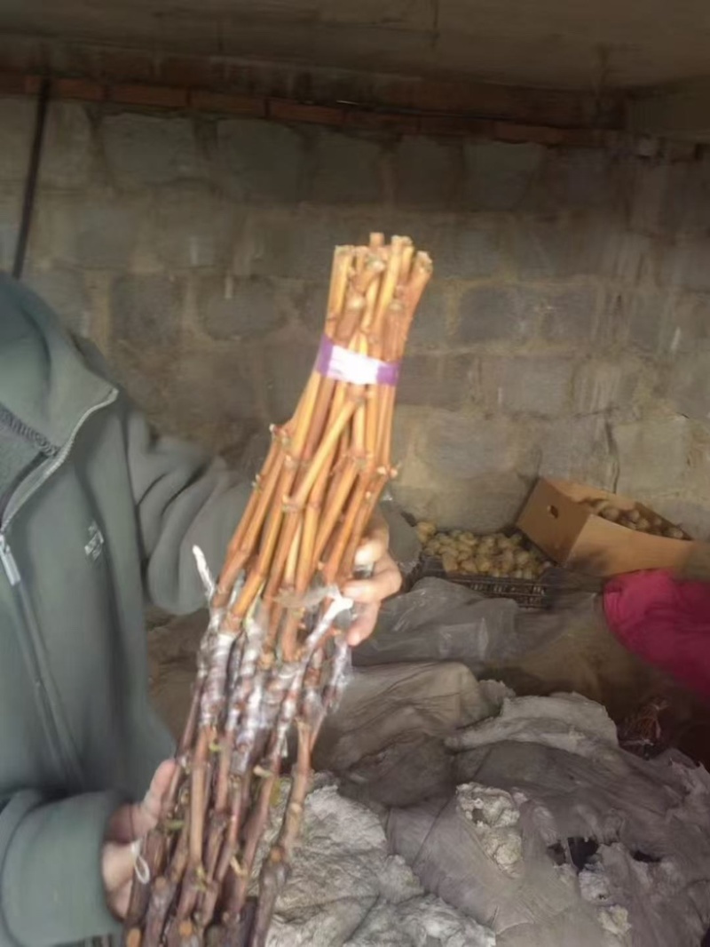 阳光玫瑰种苗，葡萄苗，自家繁育种植，欢迎随时咨询