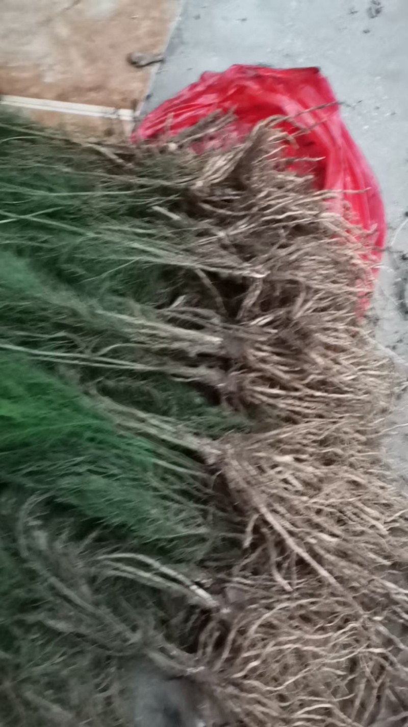 芦笋苗供电商