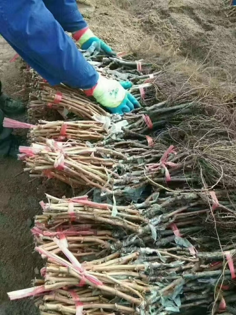 葡萄苗，夏黑葡萄苗，自家繁育种植，量大，欢迎随时咨询