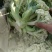【热卖】精品松花菜山东菜花产地直发质量保证量大从优
