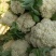 【热卖】精品松花菜山东菜花产地直发质量保证量大从优