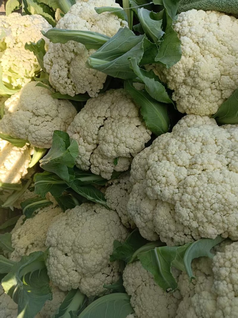 【热卖】精品松花菜山东菜花产地直发质量保证量大从优
