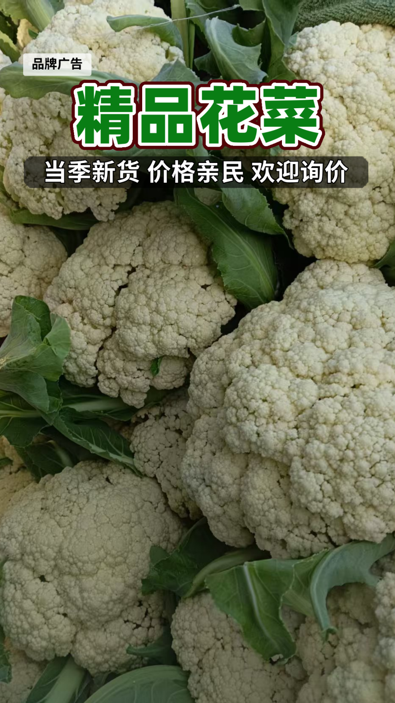 【热卖】精品松花菜山东菜花产地直发质量保证量大从优