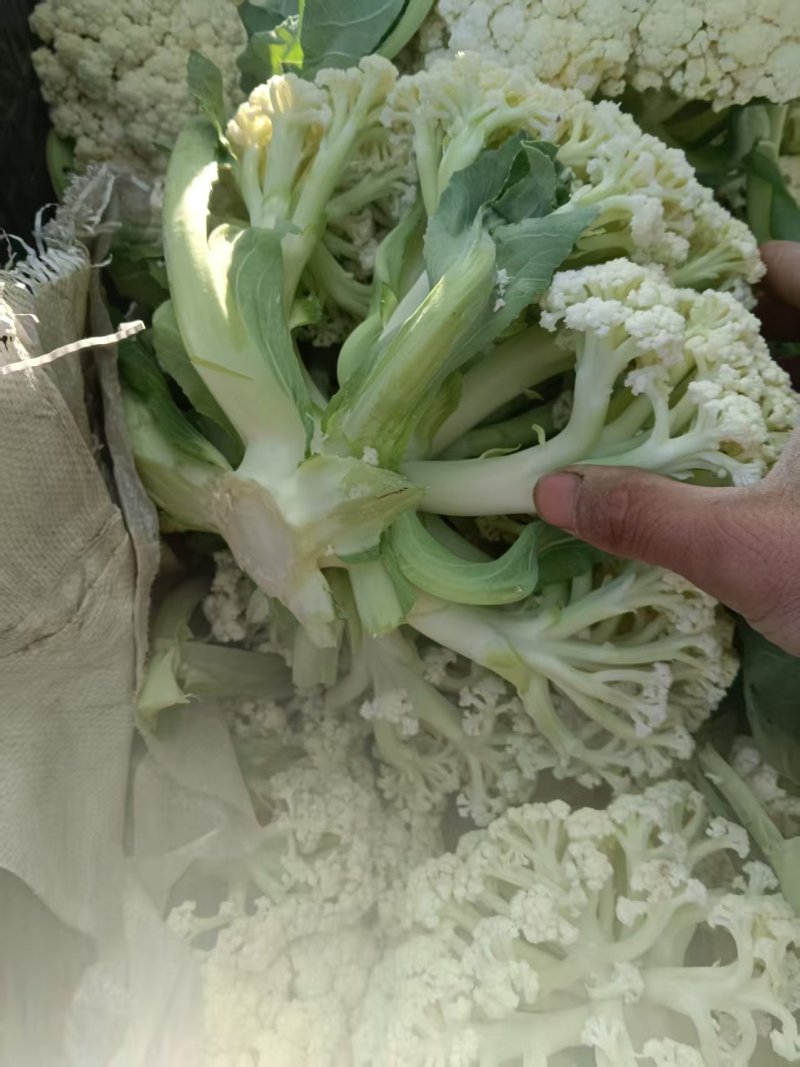 【热卖】精品松花菜山东菜花产地直发质量保证量大从优