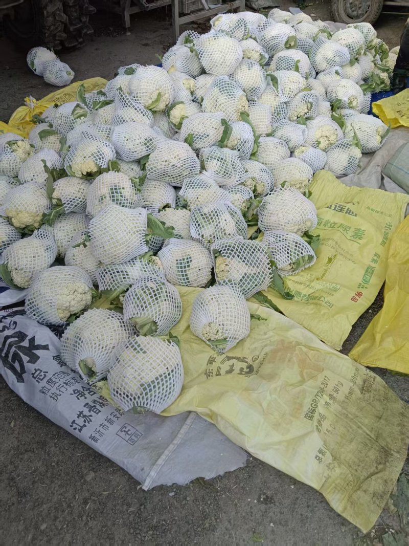 【热卖】精品松花菜山东菜花产地直发质量保证量大从优