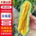 山东寿光羊角蜜甜瓜/产区直发/货源充足/欢迎选购