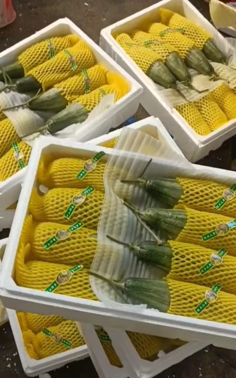 山东寿光羊角蜜甜瓜/产区直发/货源充足/欢迎选购