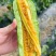山东寿光羊角蜜甜瓜/产区直发/货源充足/欢迎选购