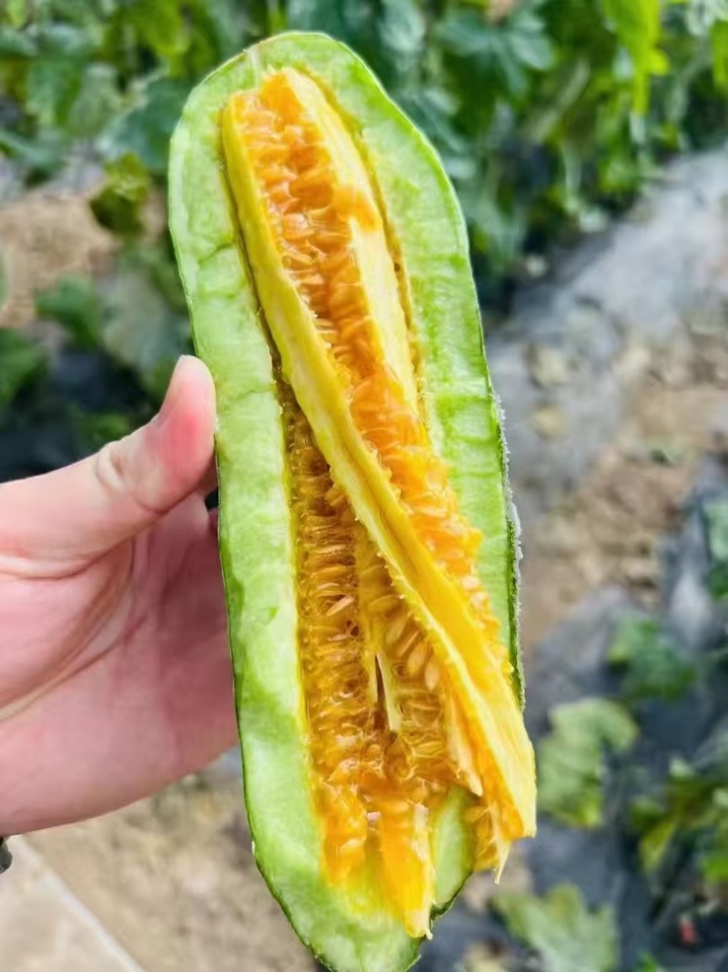 山东寿光羊角蜜甜瓜/产区直发/货源充足/欢迎选购
