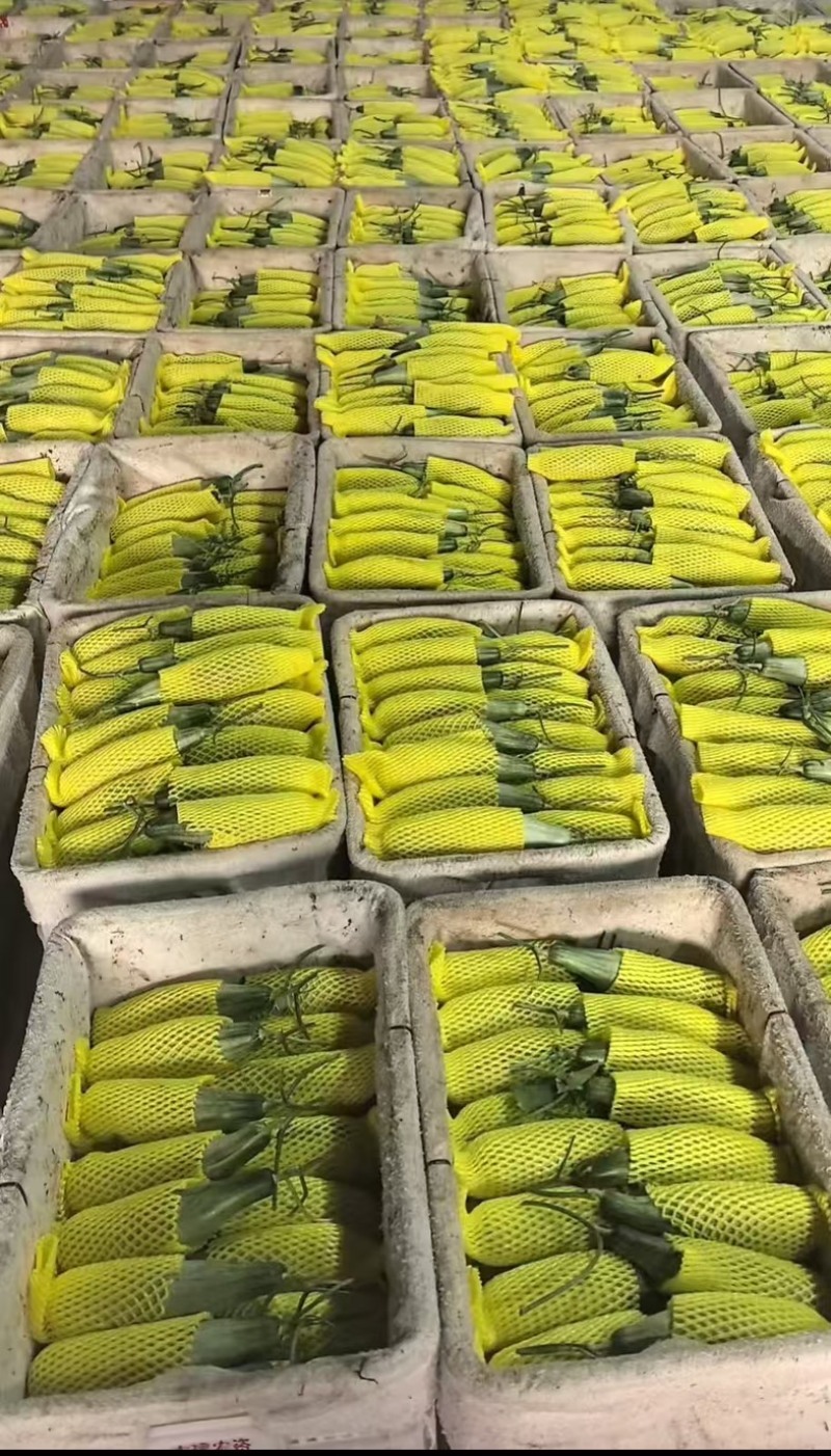 山东寿光羊角蜜甜瓜/产区直发/货源充足/欢迎选购