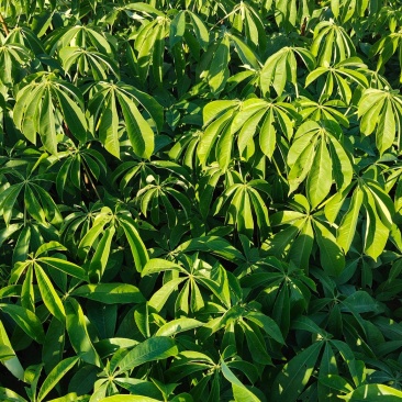 大腹木棉小苗欢迎来到广东广州绿化树苗造林苗复绿苗基地