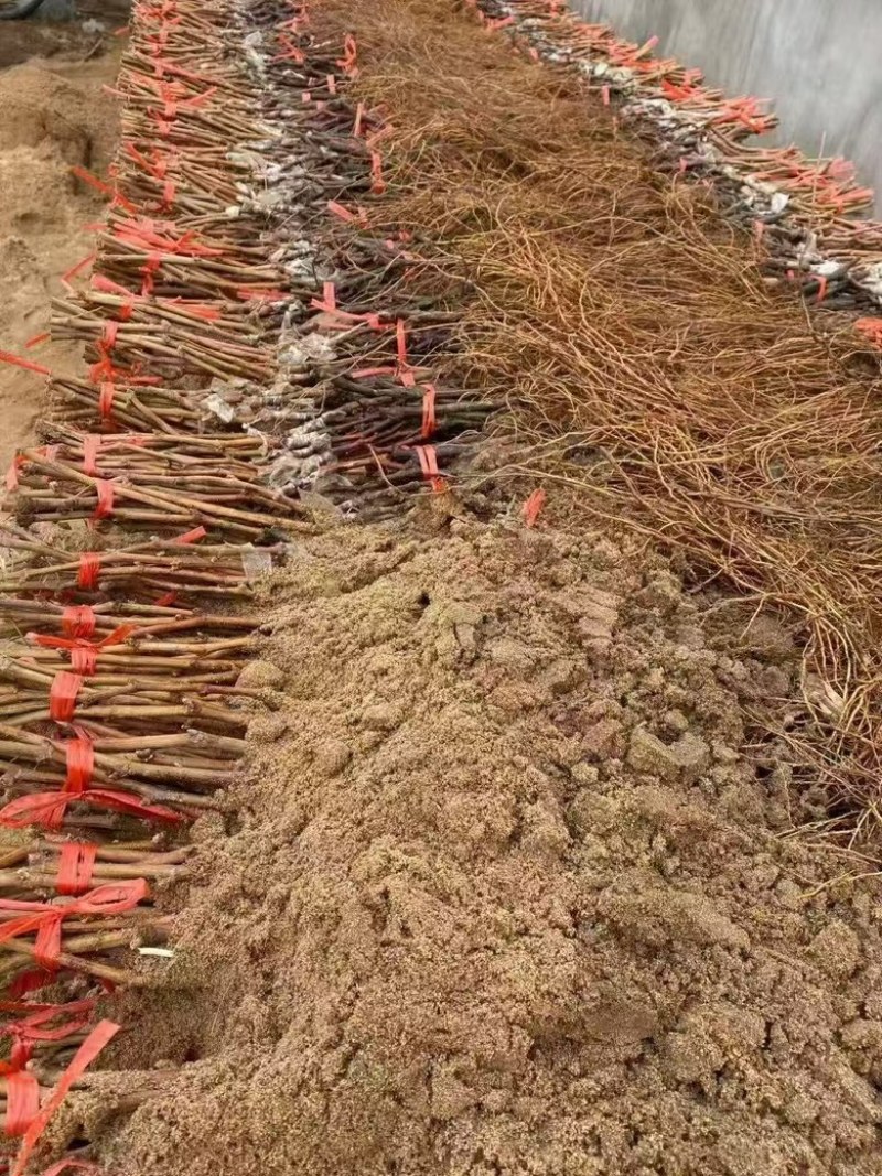 巨峰葡萄苗，葡萄苗，大量有货，欢迎随时咨询