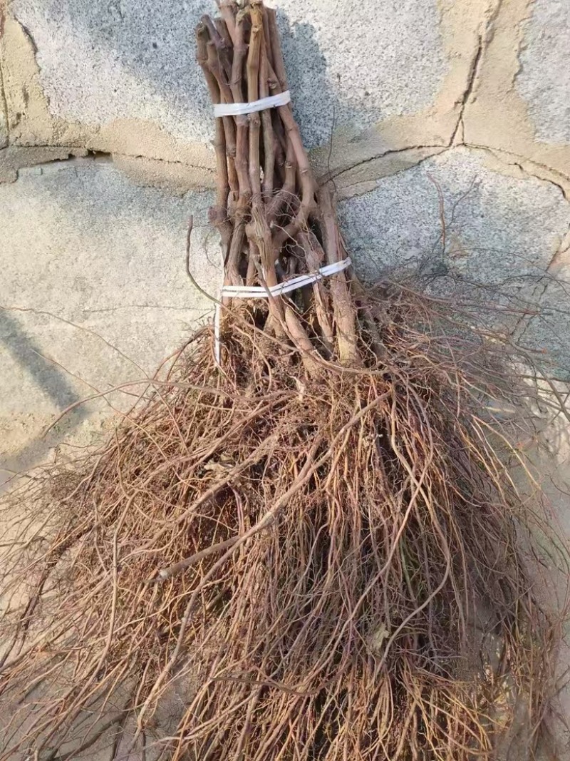 巨峰葡萄苗，葡萄苗，大量有货，欢迎随时咨询