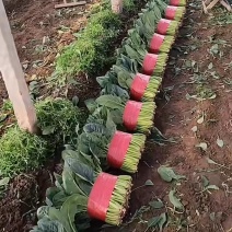 精品大叶菠菜