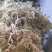 优质水苔