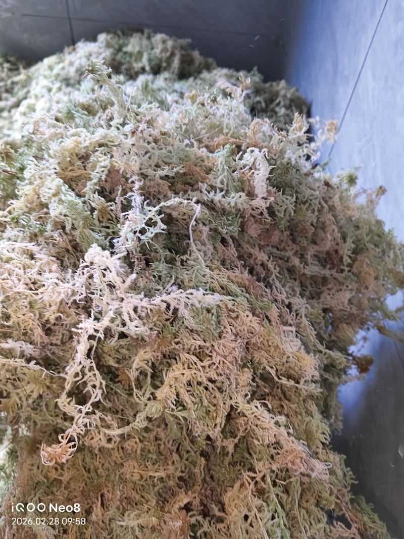 优质水苔