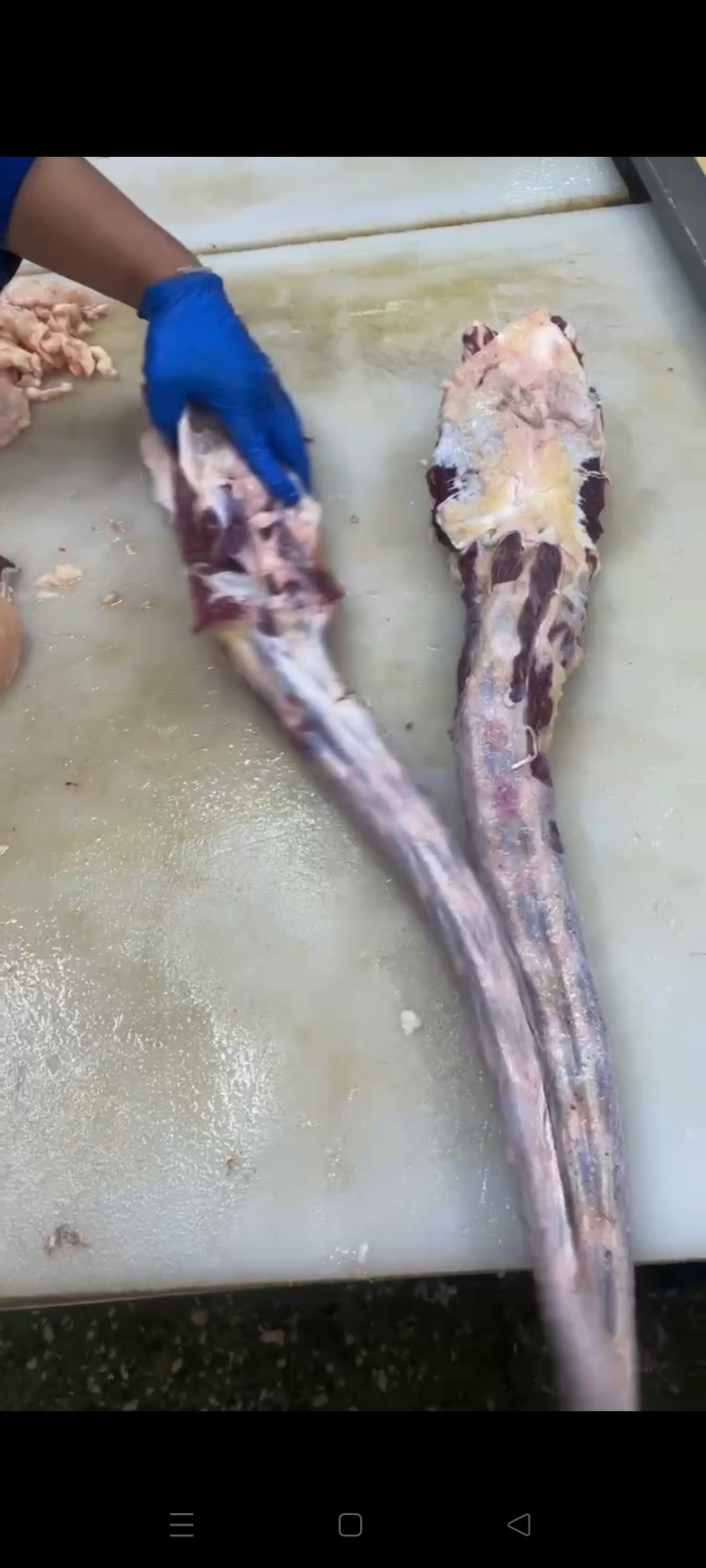 精品牛尾