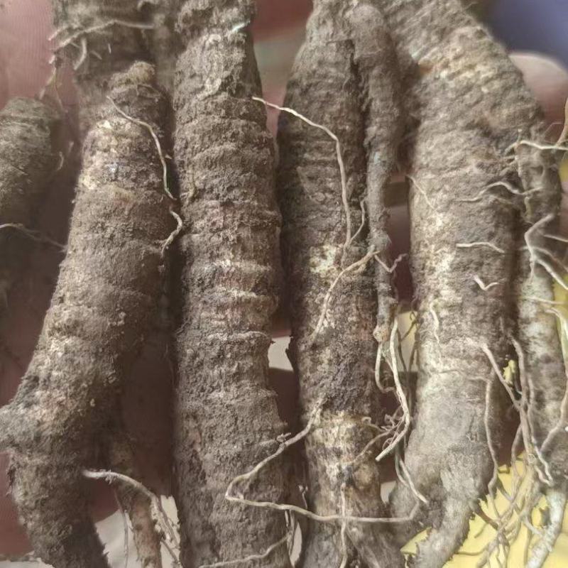 精品驯化四叶参种苗大量现货供应好种好管周期短见效快
