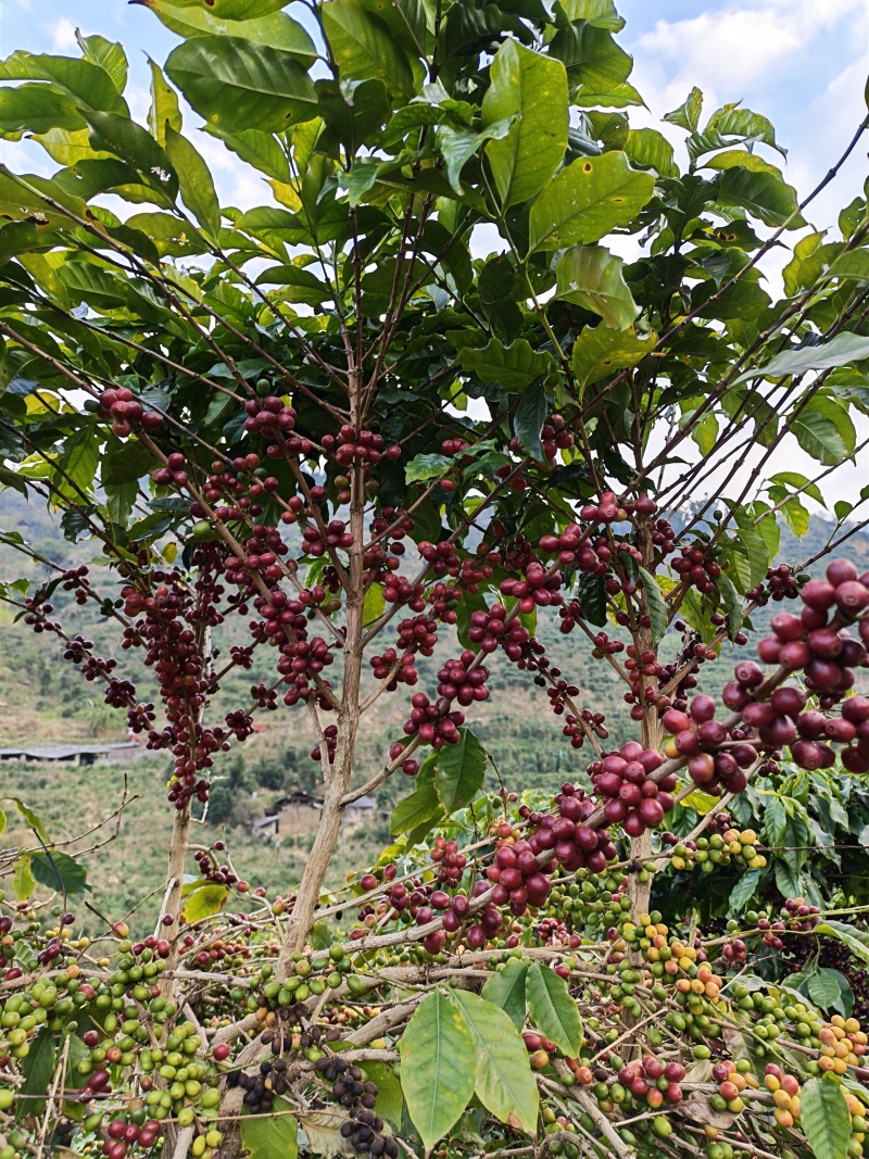 高海拔精品咖啡，低价批发最后20天