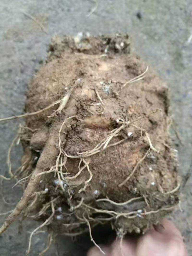 精品驯化四叶参种苗大量现货供应好种好管周期短见效快