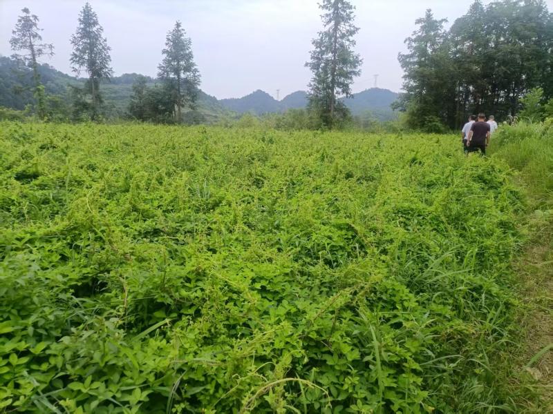 精品驯化四叶参种苗大量现货供应好种好管周期短见效快