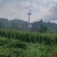 精品驯化四叶参种苗大量现货供应好种好管周期短见效快
