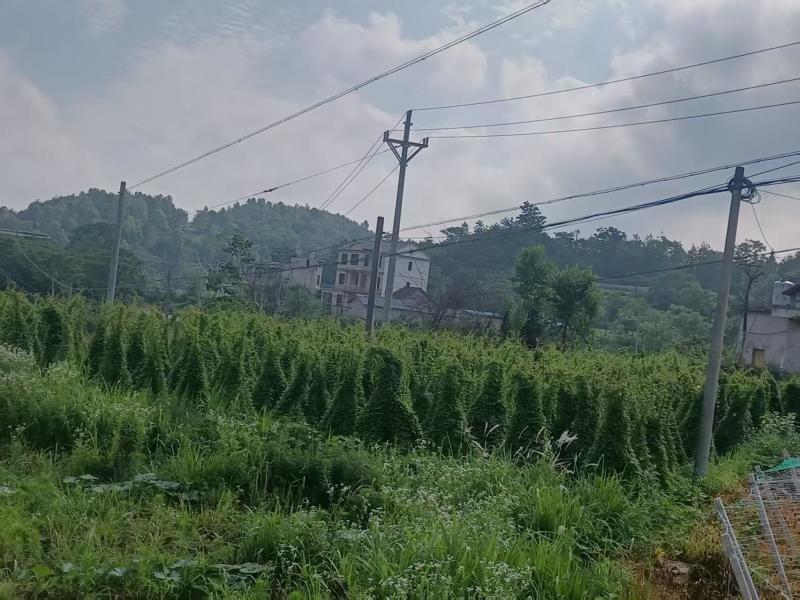 精品驯化四叶参种苗大量现货供应好种好管周期短见效快