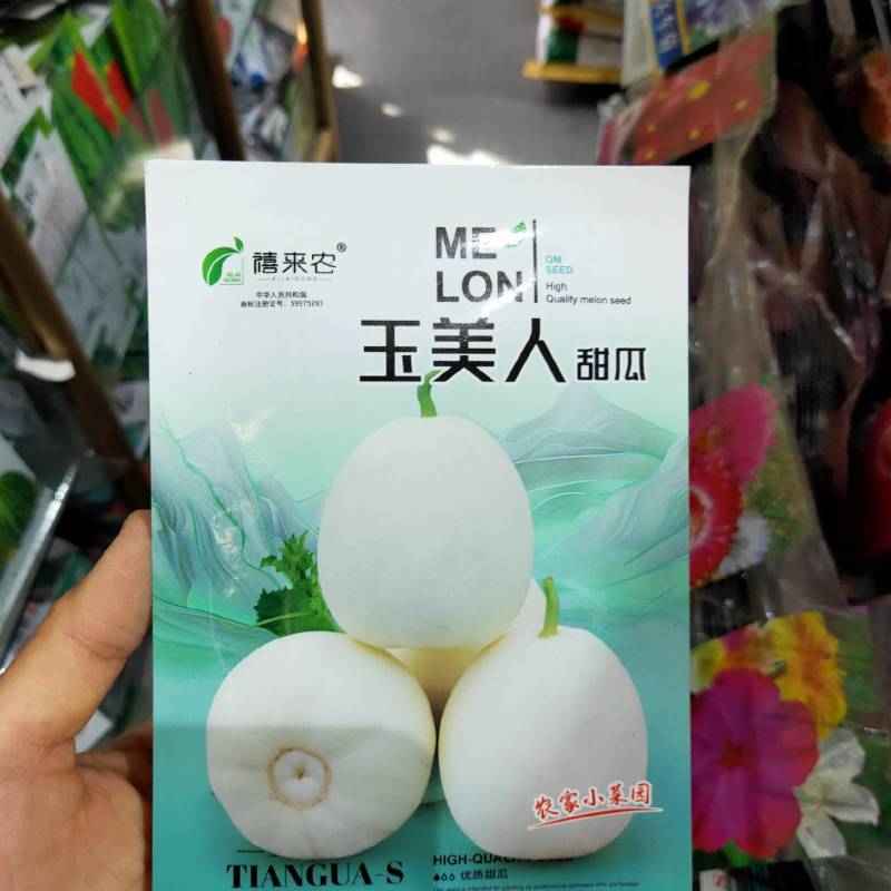 玉美人甜瓜种子香瓜种子早熟果皮白色白肉南北方均可种植