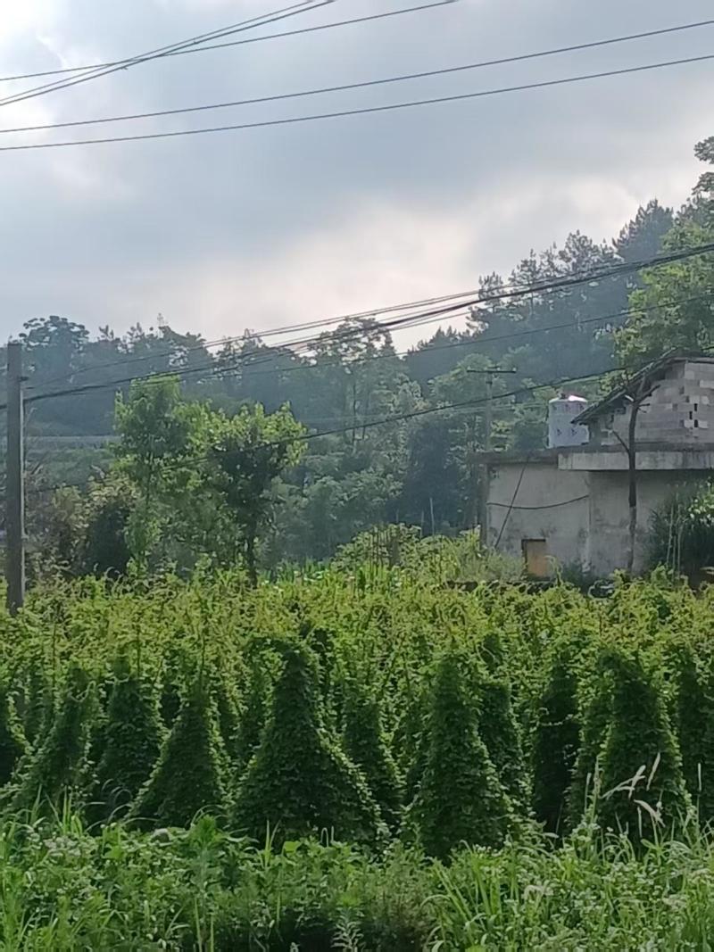 驯化四叶参种苗根系发达好种好管抗病能力强产量高好销售