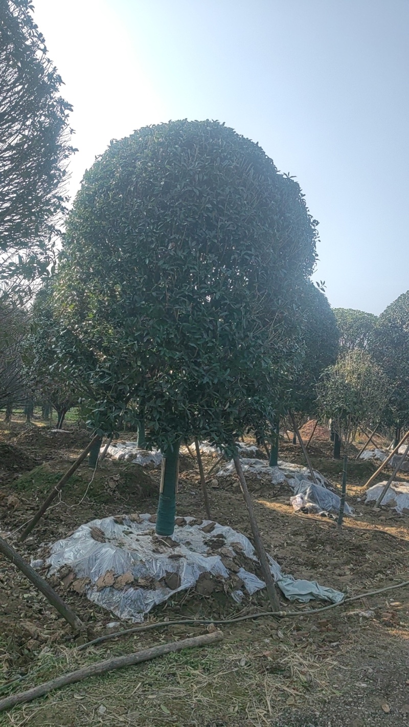 大量出售桂花树