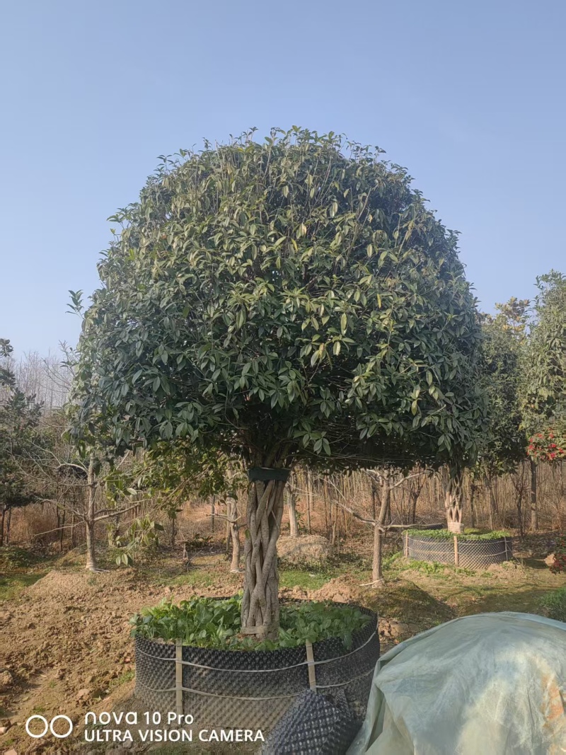大量出售桂花树