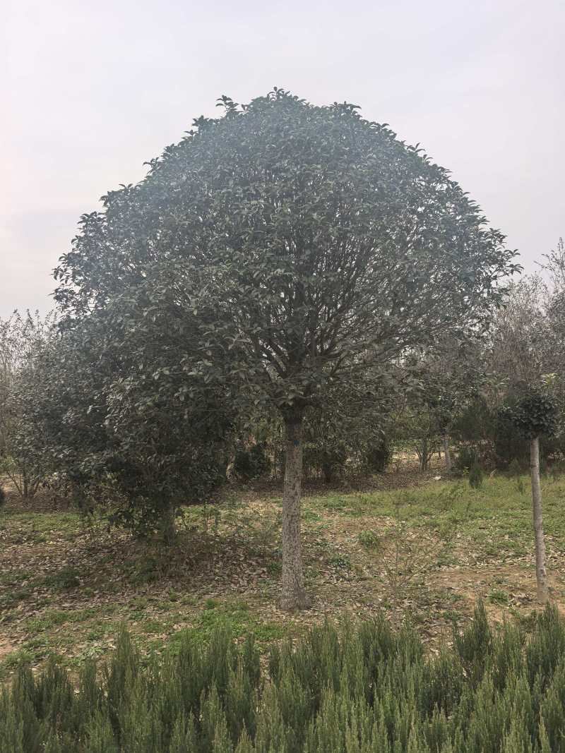 大量出售桂花树