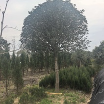 大量出售桂花树