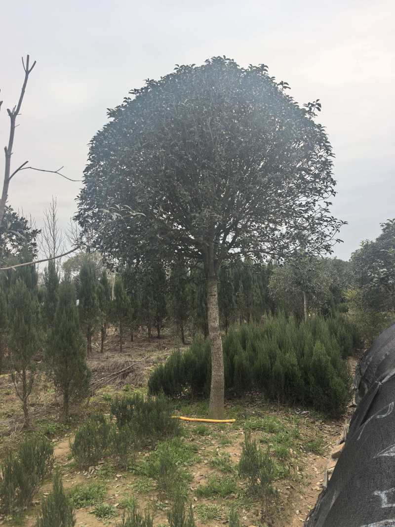 大量出售桂花树