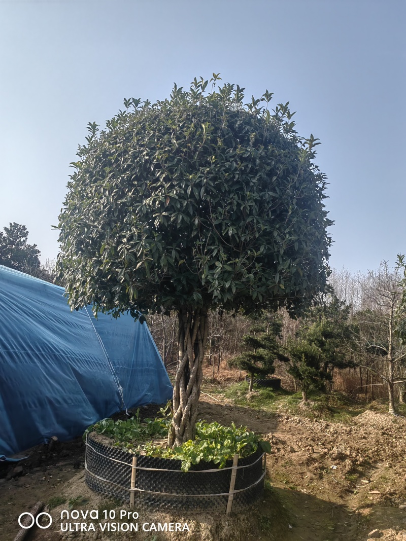 大量出售桂花树