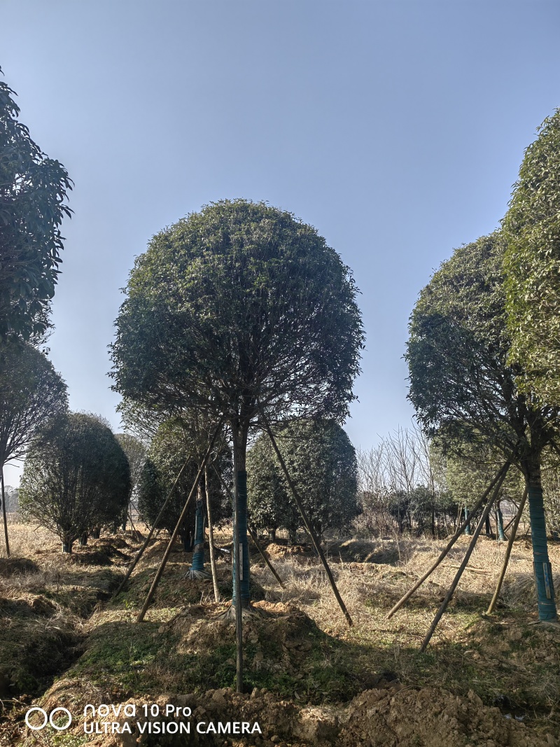 大量出售桂花树