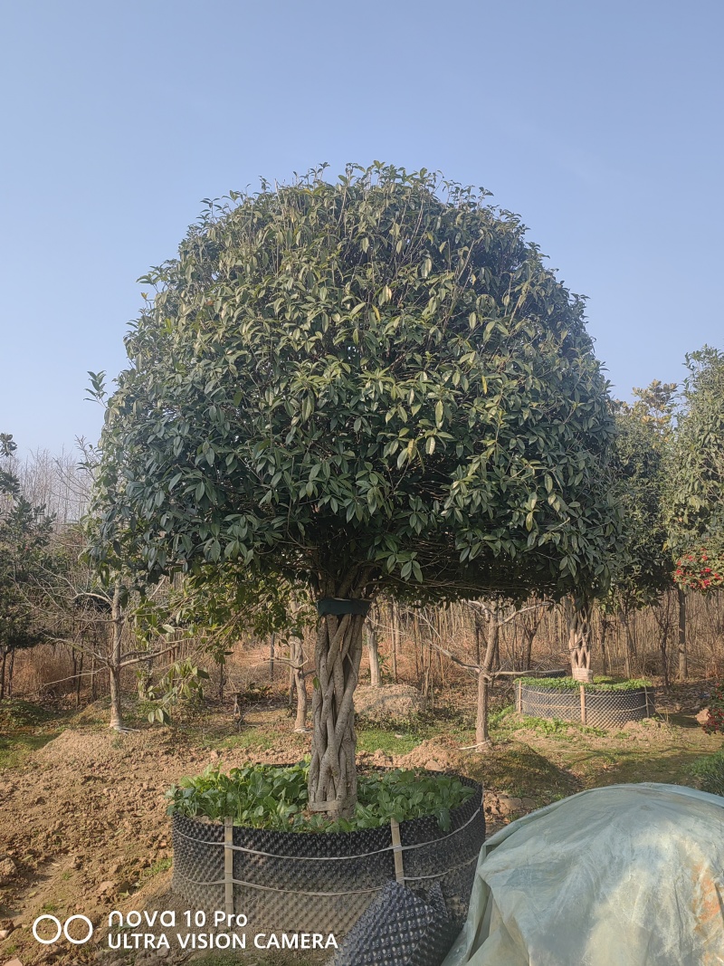 大量出售桂花树