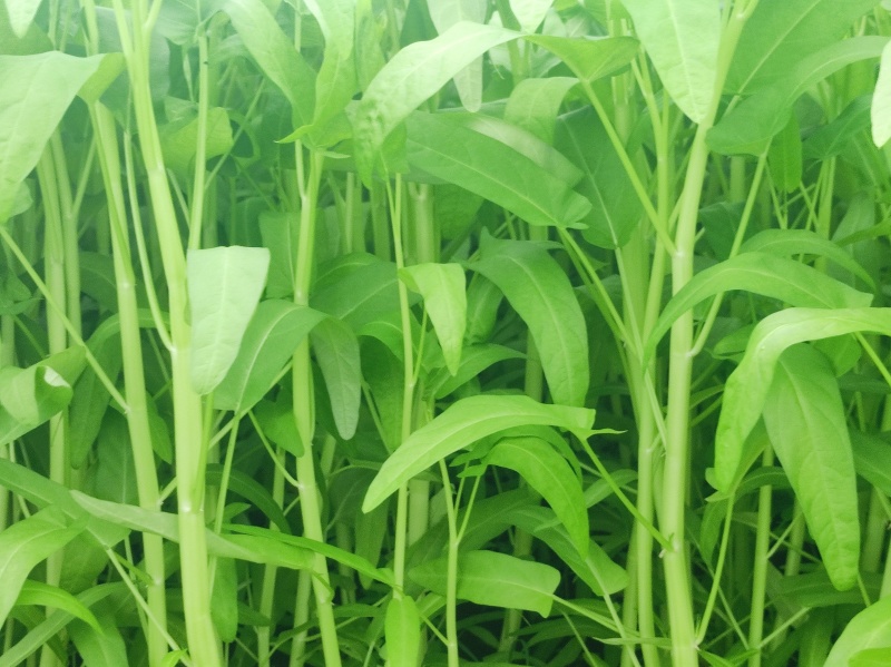 种植基地，现摘现发