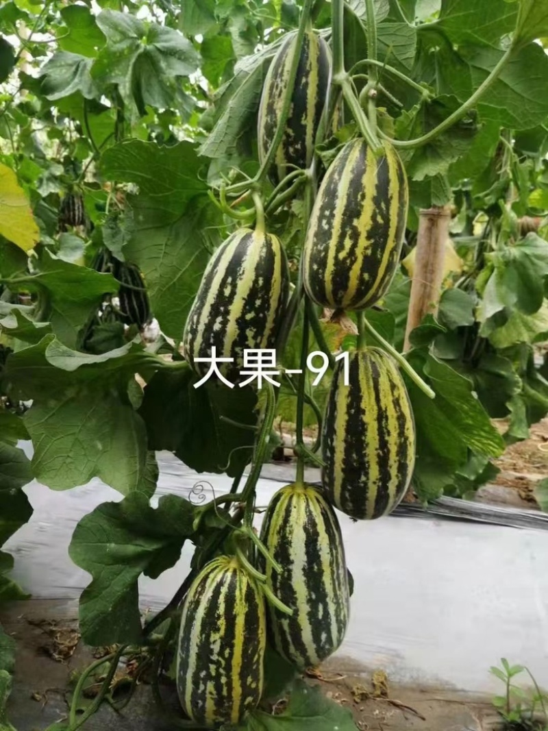 博洋91甜瓜/产区直发/5月开售/欢迎预定