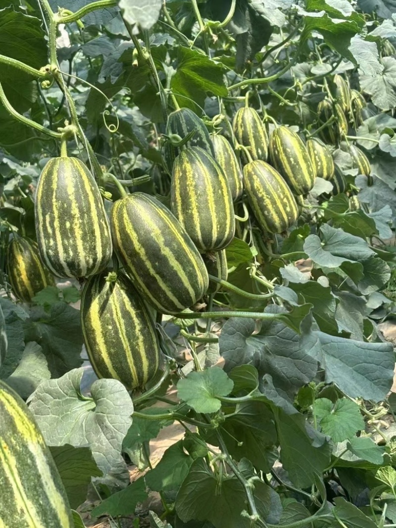 博洋91甜瓜/产区直发/5月开售/欢迎预定