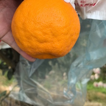 耙耙柑