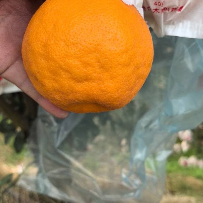 耙耙柑